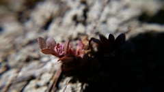 Elatine brachysperma