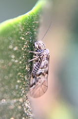 Hyalopsocus striatus