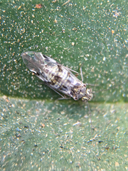 Hyalopsocus striatus