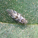 Hyalopsocus striatus - Photo (c) Rebecca Marschall,  זכויות יוצרים חלקיות (CC BY-NC), הועלה על ידי Rebecca Marschall