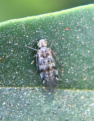 Hyalopsocus striatus