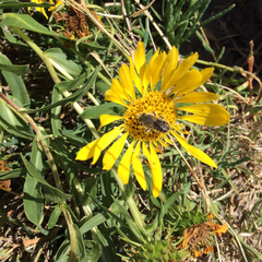 Grindelia integrifolia