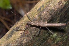 Neohirasea hongkongensis