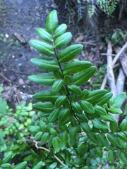 Pellaea pteroides