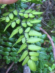 Pellaea pteroides