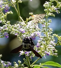 Xylocopa phalothorax