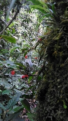 Mediocalcar bifolium