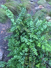 Pellaea pteroides