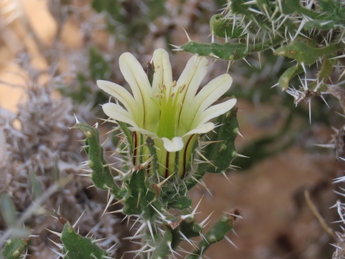 Codon royenii (Codon royenii)