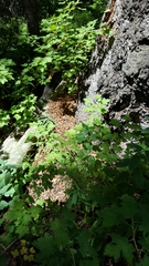 Tamiasciurus fremonti