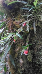 Mediocalcar bifolium