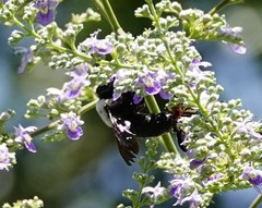 Xylocopa phalothorax