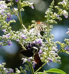 Xylocopa phalothorax