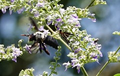 Xylocopa phalothorax