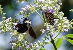 Xylocopa phalothorax