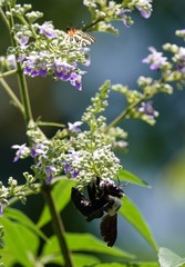 Xylocopa phalothorax