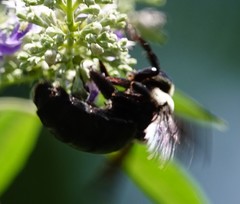 Xylocopa phalothorax