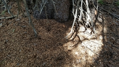 Tamiasciurus fremonti