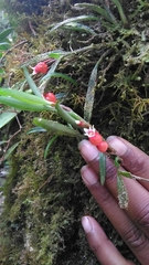 Mediocalcar bifolium