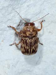 Pachybrachis turbidus