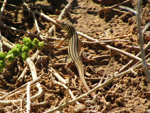 Bosc’s Fringe-toed lizard