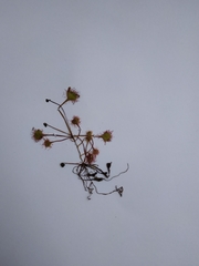 Drosera rotundifolia