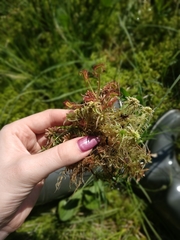 Drosera rotundifolia