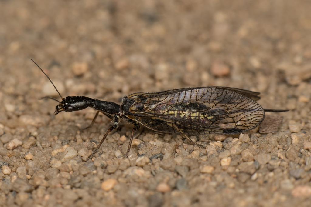 Raphidiinae