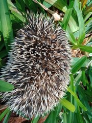 Atelerix albiventris