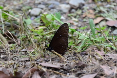 Euploea mulciber barsine