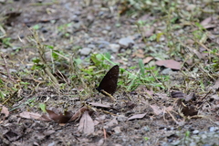 Euploea mulciber barsine