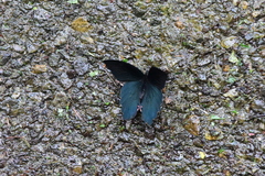 Papilio thaiwanus