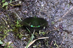 Papilio hermosanus
