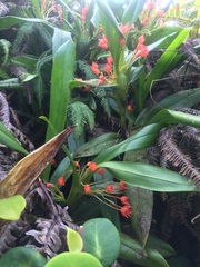 Maxillaria coccinea