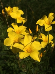 Linum flavum
