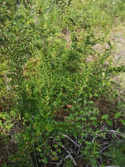 Cotoneaster divaricatus