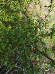 Cotoneaster divaricatus
