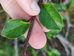 Cotoneaster divaricatus