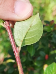 Cotoneaster divaricatus