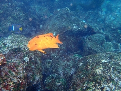Bodianus eclancheri