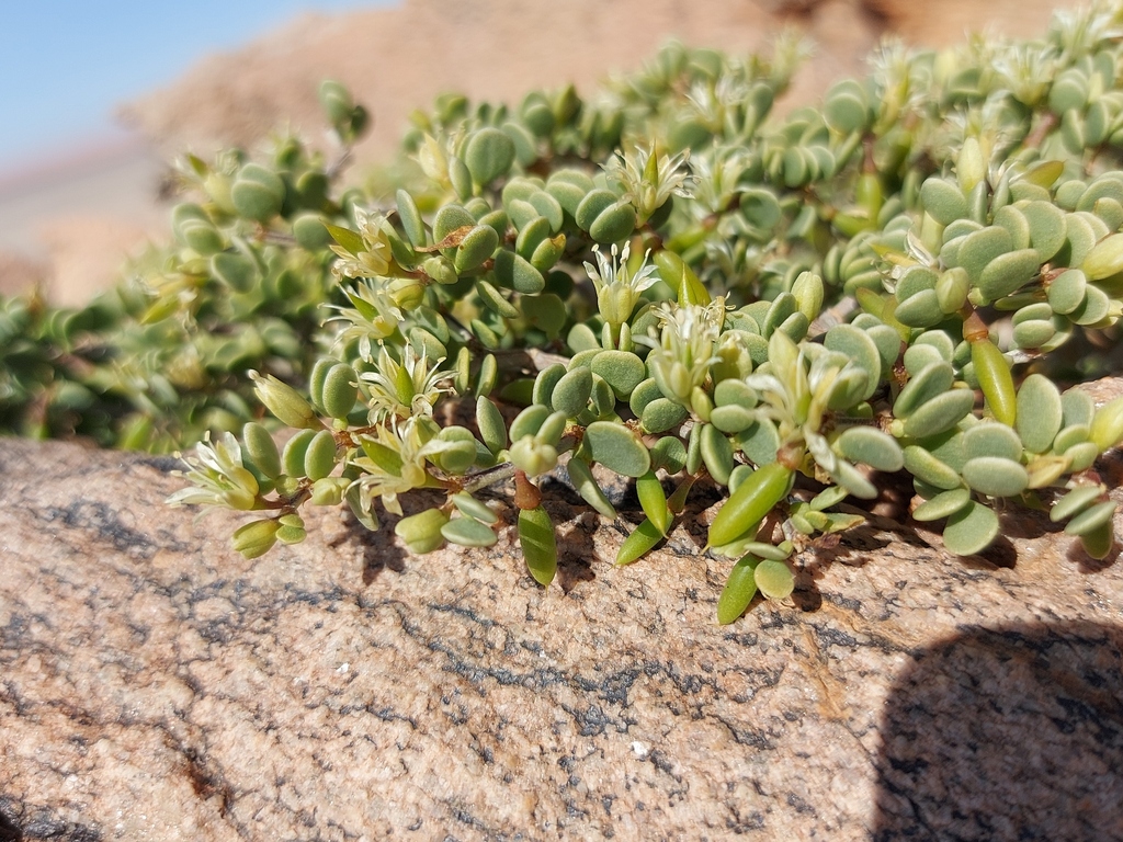 Tetraena longicapsularis