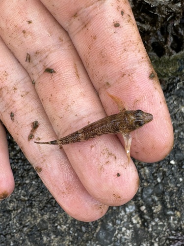 Shortscale threefin (Norfolkia brachylepis) — Tripterygiidae — 2