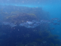 Anisotremus scapularis