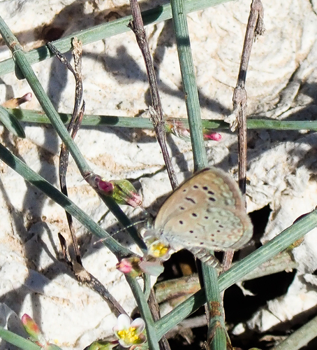 Dark Grass Blue
