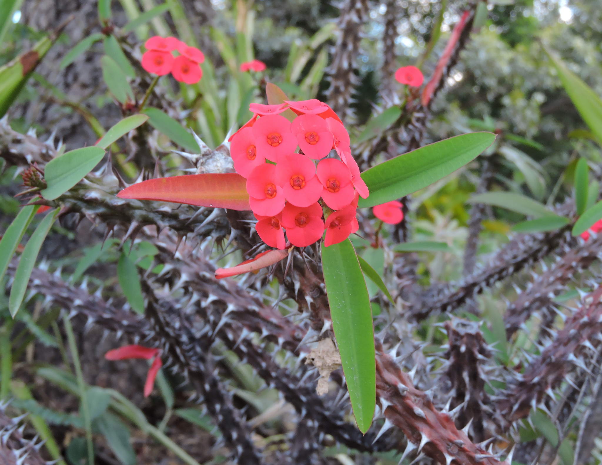 Euphorbia milii