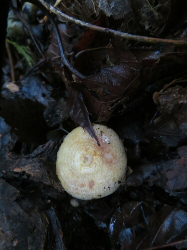 Lactarius violascens