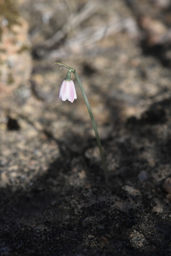 Acis rosea, photograph 5