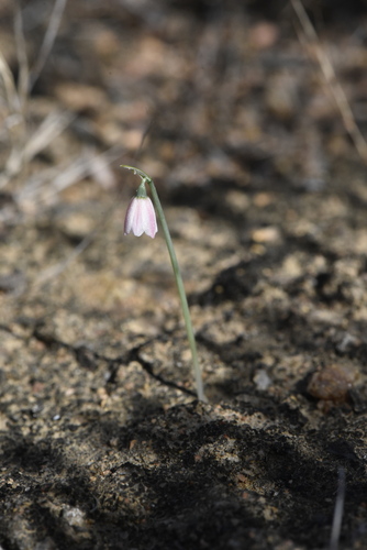 Acis rosea, photograph 6