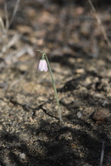 Acis rosea, photograph (c) jpmilcent, some rights reserved (CC BY-SA)