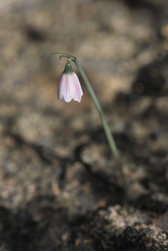 Acis rosea, photograph 4